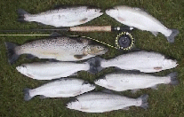 A 14lb limit of Barrow Trout